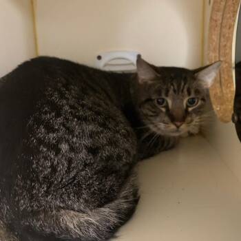 Hulk -  Extra Toes Cat Hemingway Polydactyl and Domestic Short Hair Cat for Adoption in Tulsa, Oklahoma - Hulk | PetCurious
