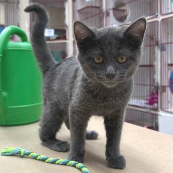 Borscht -  Domestic Short Hair Cat for Adoption in Cheyenne, Wyoming - Borscht | PetCurious