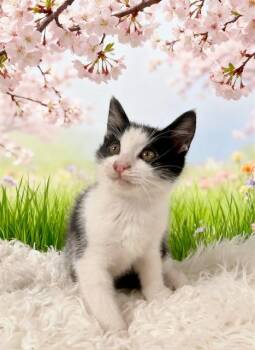 Tuxedo Cats Available for Adoption in Tehachapi, California - Harold | PetCurious