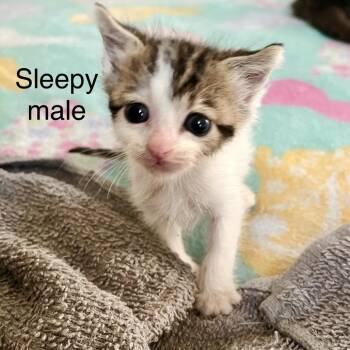 Sleepy -  Domestic Short Hair Cat for Adoption in Westminster, California - Sleepy | PetCurious