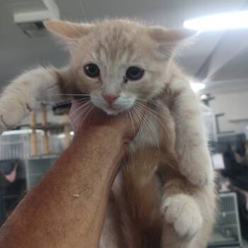 Rescue Domestic Short Hair Cats for Adoption in Hemet, California - Shane | PetCurious