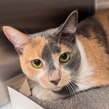 Clove -  Domestic Short Hair Cat for Adoption in Tampa, Florida - Clove | PetCurious