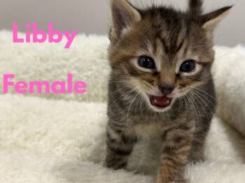 Libby (The Lititz Delivery Litter) -  Domestic Short Hair Cat for Adoption in Telford, Pennsylvania - Libby (The Lititz Delivery Litter) | PetCurious