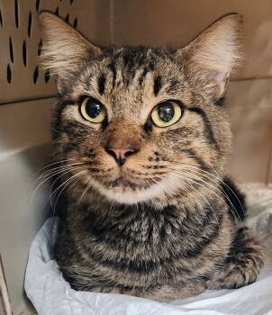 Rescue American Shorthair Cats for Adoption in Oakland Park, Florida - Benny - Aventura PetSmart | PetCurious