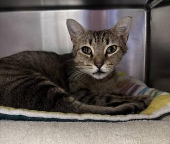 Gianna -  Domestic Short Hair Cat for Adoption in Vancouver, Washington - Gianna | PetCurious