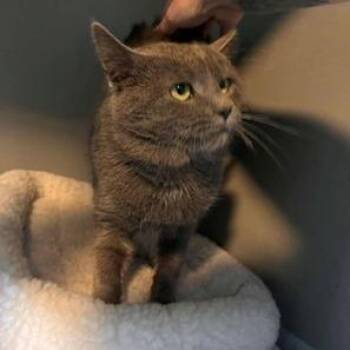 Domestic Short Hair Cats Available for Adoption - Hamburger | PetCurious