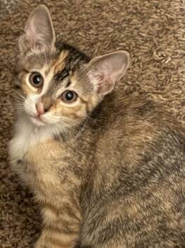 Nosy Rosy -  Tabby and Calico Cat for Adoption in Dallas, Texas - Nosy Rosy | PetCurious