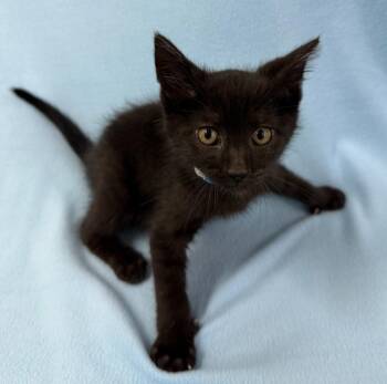 Phantom -  Domestic Short Hair Cat for Adoption in Lagrange, Indiana - Phantom | PetCurious