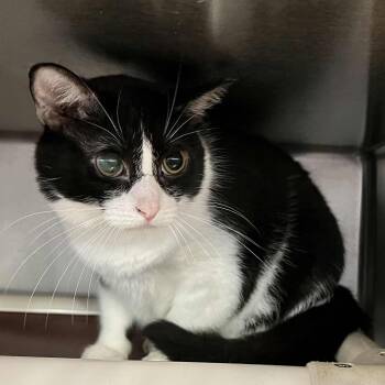 Rescue Domestic Short Hair Cats for Adoption in Myrtle Beach, South Carolina - Nina | PetCurious