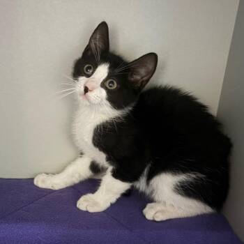 Duke -  Domestic Short Hair Cat for Adoption in Sarasota, Florida - Duke | PetCurious