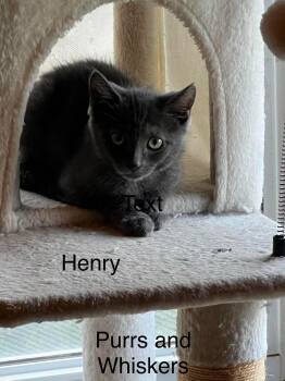 Henry -  Domestic Short Hair Cat for Adoption in New Hartford, New York - Henry | PetCurious