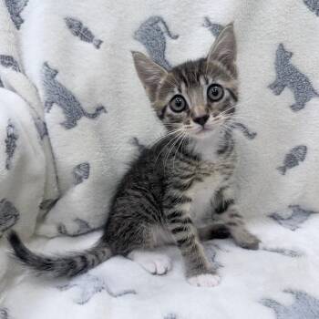 Ray -  Domestic Short Hair Cat Available for Adoption in Jupiter, Florida - Ray | PetCurious