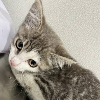 Domestic Short Hair Cats Available for Adoption in Tampa, Florida - Precious | PetCurious