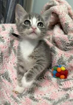Boots -  Domestic Short Hair and Tabby Cat for Adoption in Brooksville, Florida - Boots | PetCurious