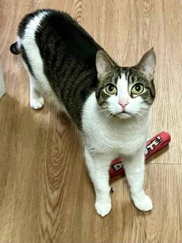 Rescue Domestic Short Hair Cats for Adoption in Warrington, Pennsylvania - Buttons | PetCurious
