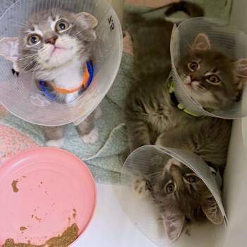 Bamboozle -  Domestic Long Hair and Domestic Short Hair Cat for Adoption in Woodinville, Washington - Bamboozle | PetCurious