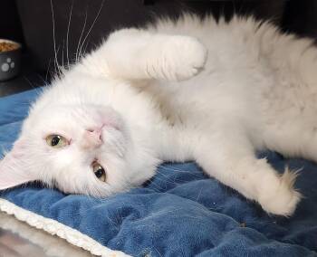 Lola -  Turkish Van Cat for Adoption in San Antonio, Texas - Lola | PetCurious