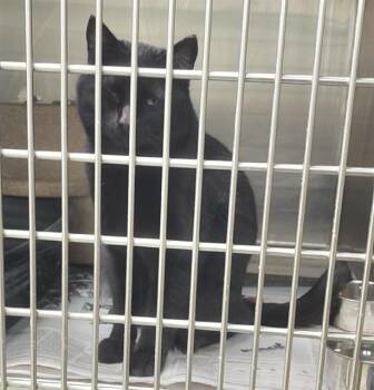 Domestic Short Hair Cats Available for Adoption - HUNTER | PetCurious