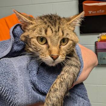 Bogey -  Domestic Short Hair Cat for Adoption in Dekalb, Illinois - Bogey | PetCurious