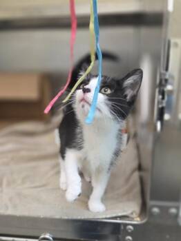 Baja Blast -  Domestic Short Hair Cat for Adoption in Westland, Michigan - Baja Blast | PetCurious