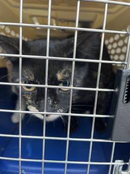 PINK PALACE -  Domestic Short Hair Cat for Adoption in Louisville, Kentucky - PINK PALACE | PetCurious