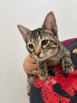 Dean -  Domestic Short Hair Cat for Adoption in Hilton Head Island, South Carolina - Dean | PetCurious