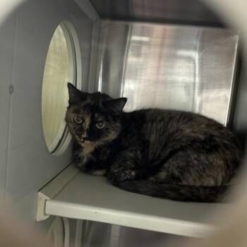 Misses -  Domestic Short Hair Cat for Adoption in Des Moines, Iowa - Misses | PetCurious