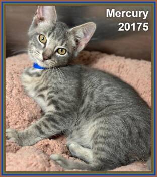 MERCURY -  Domestic Short Hair Cat for Adoption in Marietta, Georgia - MERCURY | PetCurious