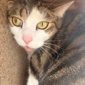 Bulbasaur -  Domestic Short Hair Cat for Adoption in Philadelphia, Pennsylvania - Bulbasaur | PetCurious