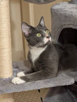 Olive -  Domestic Short Hair Cat for Adoption in Jacksonville, Florida - Olive | PetCurious