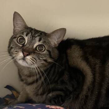 Yzma -  Domestic Short Hair Cat for Adoption in Dekalb, Illinois - Yzma | PetCurious