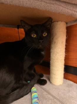 Domestic Short Hair Cats Available for Adoption - Shadow | PetCurious