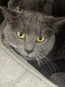 Rescue Domestic Short Hair Cats for Adoption in Pomona, New York - Wooly Bear | PetCurious