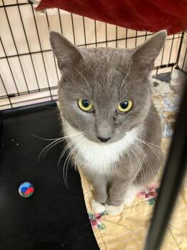 Domestic Short Hair Cats Available for Adoption - Slate | PetCurious