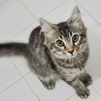 Vince Gill -  Domestic Medium Hair Cat for Adoption in Chapel Hill, North Carolina - Vince Gill | PetCurious