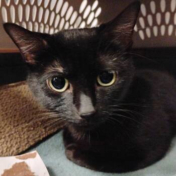 Zoe -  Domestic Short Hair Cat for Adoption in Bentonville, Arkansas - Zoe | PetCurious