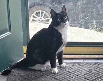 TUXY -  Tuxedo Cat for Adoption - TUXY | PetCurious