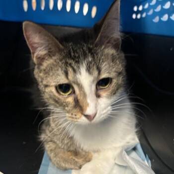 Domestic Short Hair Cats Available for Adoption - Forte | PetCurious