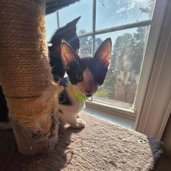 Junie C12076 -  Domestic Short Hair Cat for Adoption - Junie C12076 | PetCurious