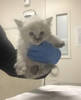 Domestic Medium Hair Cats Available for Adoption - DRIZZLE | PetCurious