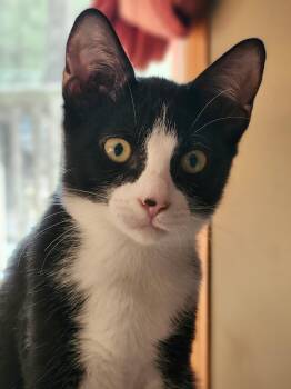 Rescue Domestic Short Hair Cats for Adoption in Hamilton, Ontario - FAIRY AND FLAMINGO | PetCurious