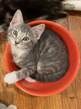 Sprout -  Domestic Short Hair Cat for Adoption in Social Circle, Georgia - Sprout | PetCurious