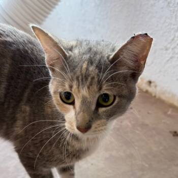 Rescue Domestic Short Hair Cats for Adoption in Midland, Texas - Leddy | PetCurious