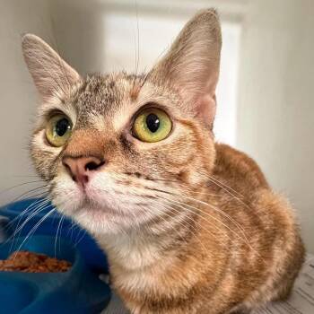 Joanne (16916) -  Domestic Short Hair Cat for Adoption in Washington, District Of Columbia - Joanne (16916) | PetCurious