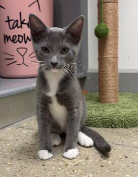 Dove - Riley Fuzzel Petsmart -  Russian Blue Cat for Adoption in Spring, Texas - Dove - Riley Fuzzel Petsmart | PetCurious