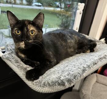 Rescue Tortoiseshell Cats for Adoption in Anderson, South Carolina - Fern | PetCurious