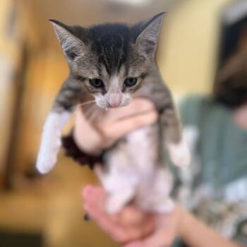 Domestic Short Hair Cats Available for Adoption in Corinth, Mississippi - Tilly | PetCurious