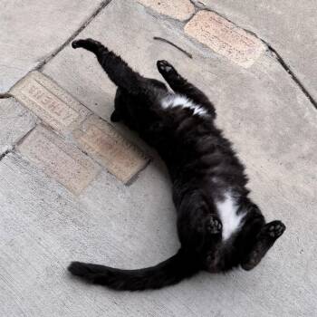 Domestic Short Hair Cats Available for Adoption - Kalu | PetCurious