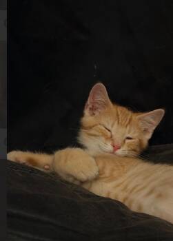Mee -  Domestic Short Hair Cat for Adoption in Hartford City, Indiana - Mee | PetCurious