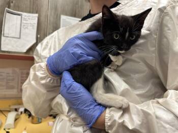 CHEETO -  Domestic Short Hair Cat for Adoption in Colorado Springs, Colorado - CHEETO | PetCurious